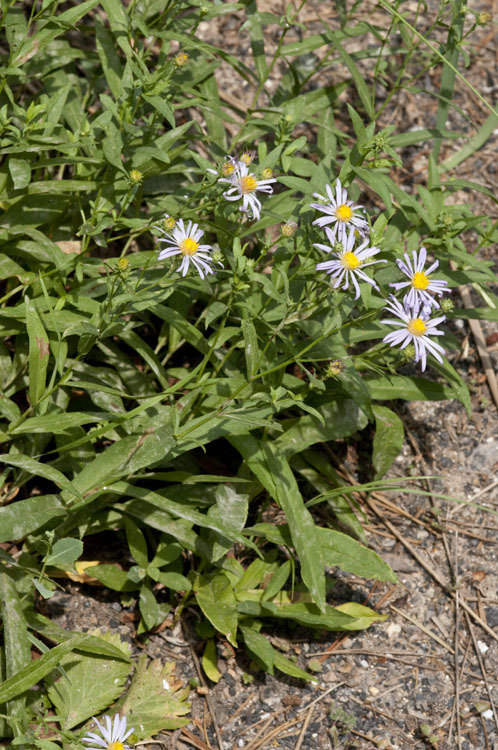 Image of white panicle aster