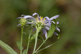 Plancia ëd Symphyotrichum lanceolatum var. hesperium (A. Gray) G. L. Nesom