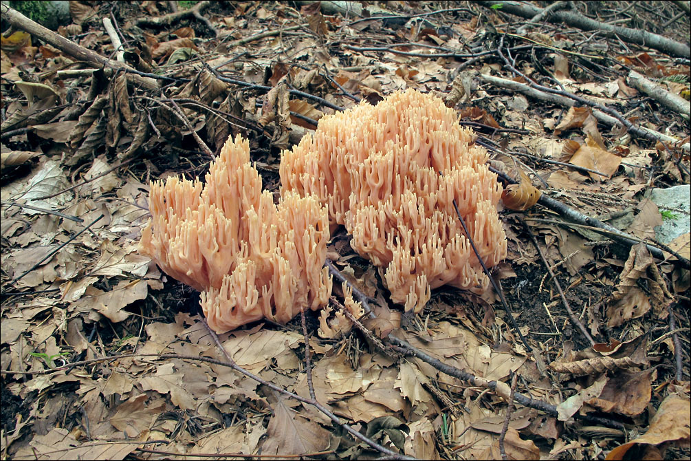 Image of Ramaria neoformosa R. H. Petersen 1976