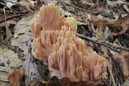 Image of Ramaria neoformosa R. H. Petersen 1976