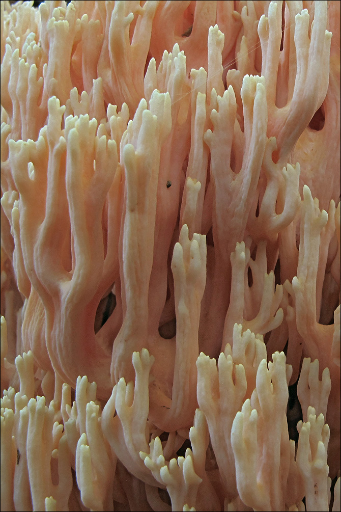 Image of Ramaria neoformosa R. H. Petersen 1976