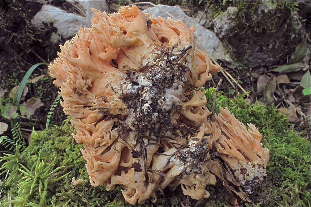 Image of Ramaria neoformosa R. H. Petersen 1976