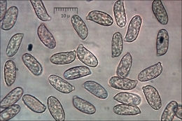 Image of Ramaria neoformosa R. H. Petersen 1976