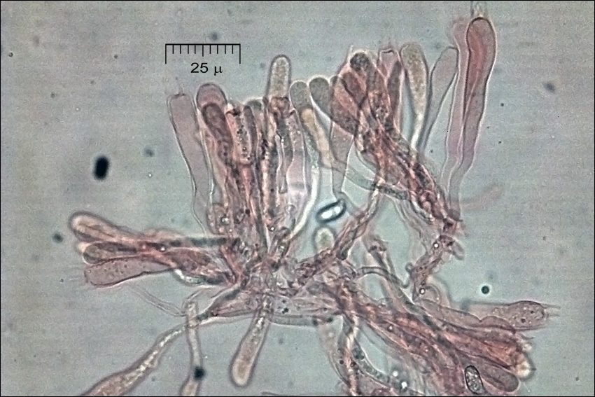 Image of Ramaria neoformosa R. H. Petersen 1976