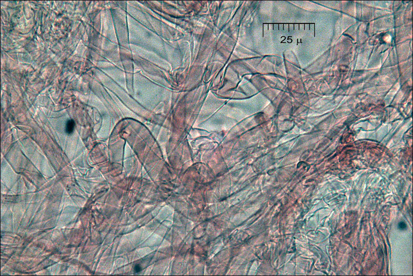 Image of Ramaria neoformosa R. H. Petersen 1976