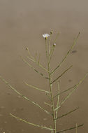 Sivun Almutaster pauciflorus (Nutt.) A. Löve & D. Löve kuva