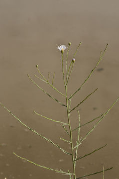 Image of Marsh-Aster