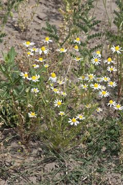 Anthemis arvensis L. resmi