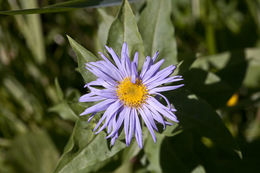 Image of <i>Symphyotrichum cusickii</i>