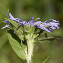 Image of <i>Symphyotrichum cusickii</i>