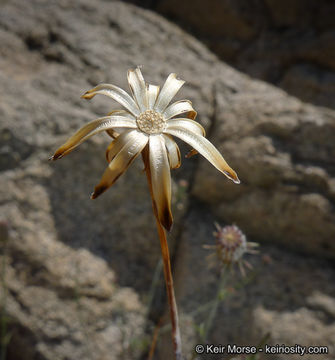 Image of San Felipe dogweed