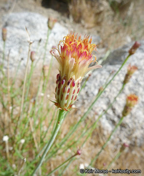 Image of San Felipe dogweed