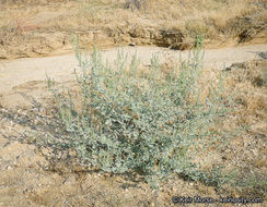 Image of flatspine bur ragweed