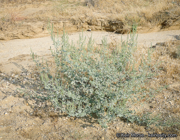 Image of flatspine bur ragweed