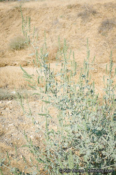 Image of flatspine bur ragweed