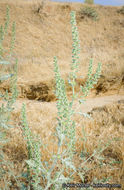 Image of flatspine bur ragweed