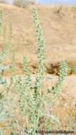 Image of flatspine bur ragweed