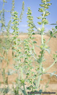 Image of flatspine bur ragweed