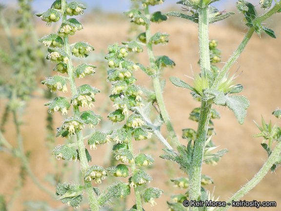 Image of flatspine bur ragweed