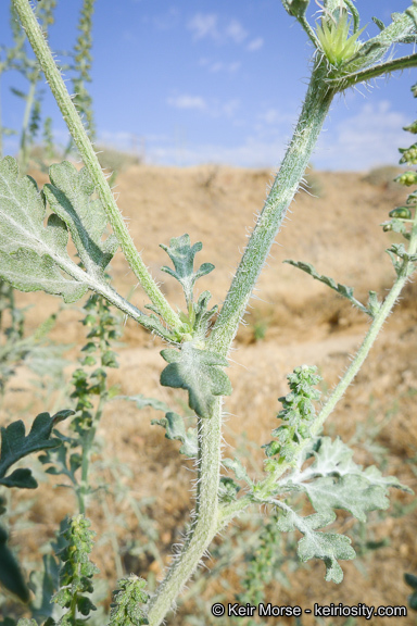 Image of flatspine bur ragweed