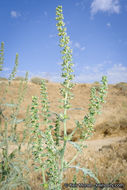 Image of flatspine bur ragweed