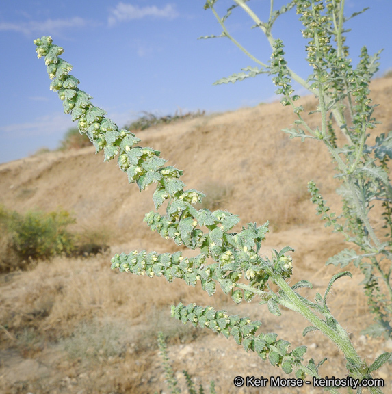 Image of flatspine bur ragweed