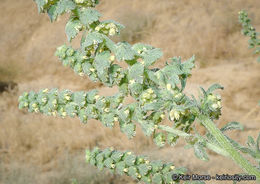 Image of flatspine bur ragweed