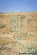 Image of flatspine bur ragweed