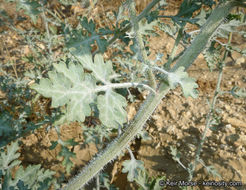 Image of flatspine bur ragweed