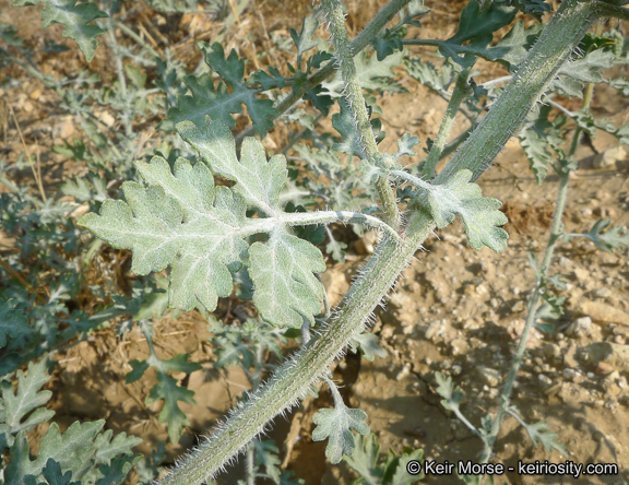 Image of flatspine bur ragweed