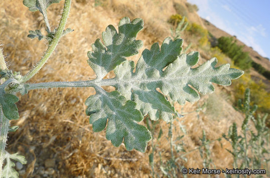 Image of flatspine bur ragweed