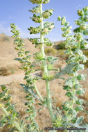 Image of flatspine bur ragweed