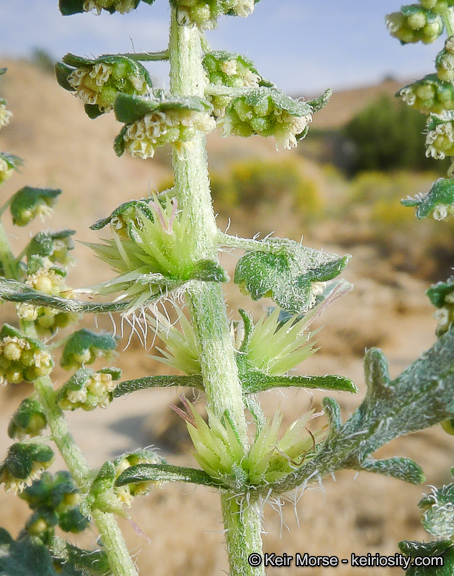 Image of flatspine bur ragweed