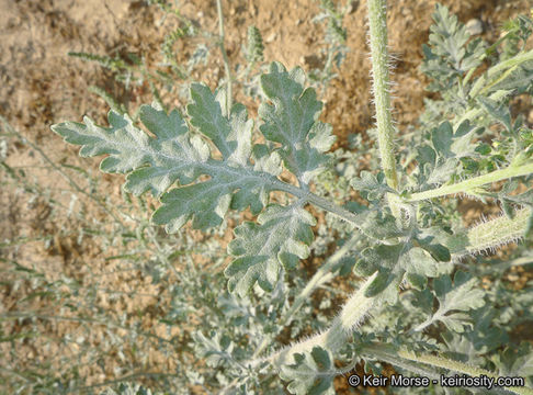 Image of flatspine bur ragweed