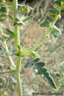 Image of flatspine bur ragweed