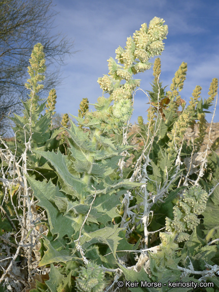 Image of hollyleaf bur ragweed