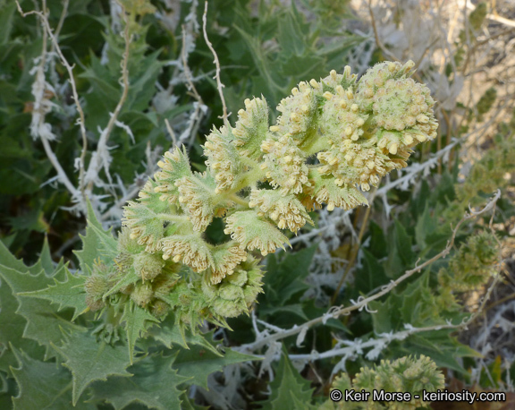 Image of hollyleaf bur ragweed