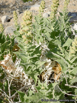 Image of hollyleaf bur ragweed