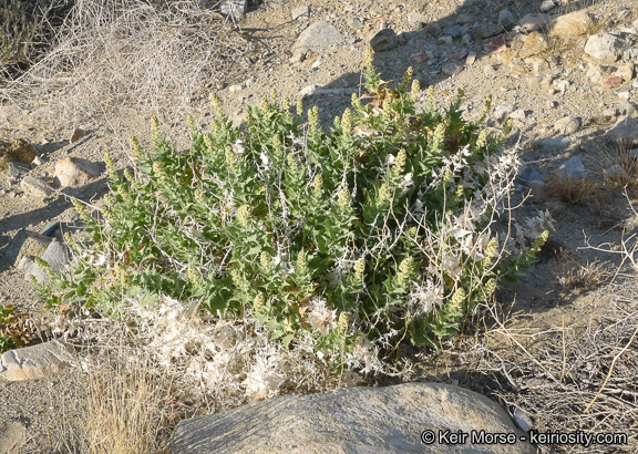 Image of hollyleaf bur ragweed