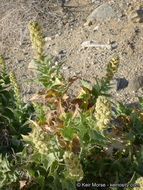 Image of hollyleaf bur ragweed