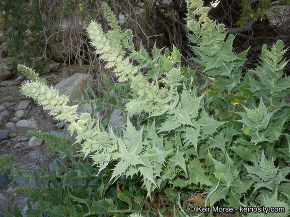 Image of hollyleaf bur ragweed