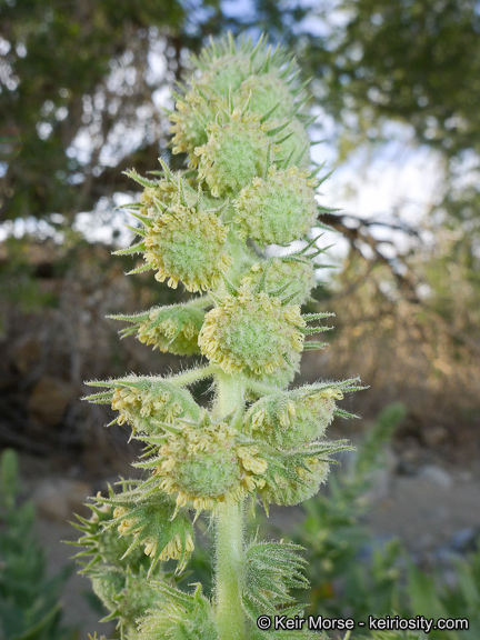 Image of hollyleaf bur ragweed