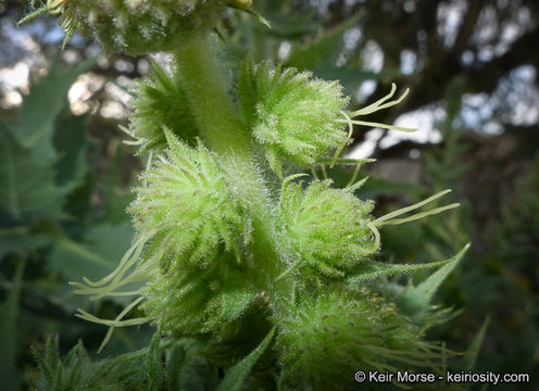 Image of hollyleaf bur ragweed