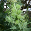 Plancia ëd Ambrosia ilicifolia (A. Gray) Payne