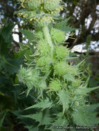 Image of hollyleaf bur ragweed