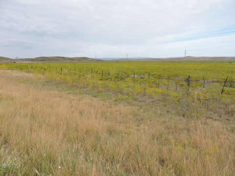 Image of prairie broomweed