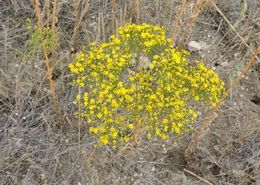 Image of prairie broomweed