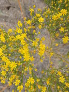 Image of prairie broomweed