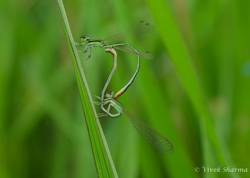 Imagem de Agriocnemis pygmaea (Rambur 1842)