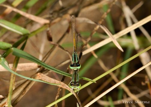 Image of Gossamer Damselfly